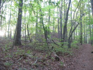 Position of 19th Indiana (at top of bluff)