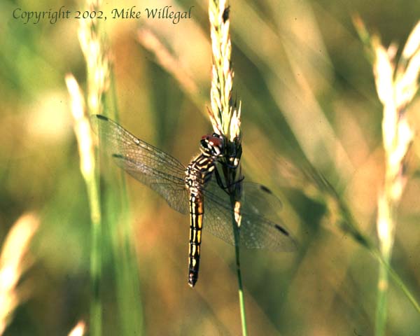 Dragonfly