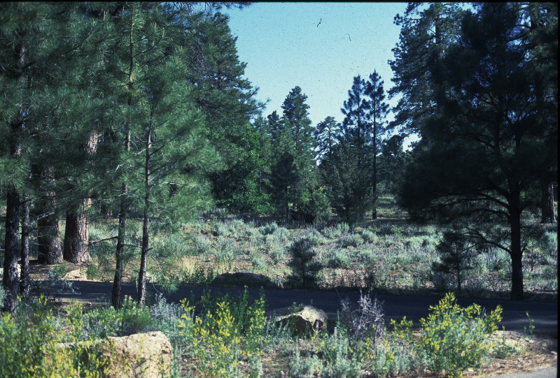 Forest on Top of the South Rim