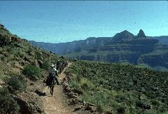 Mule Train Near O"Neill Butte