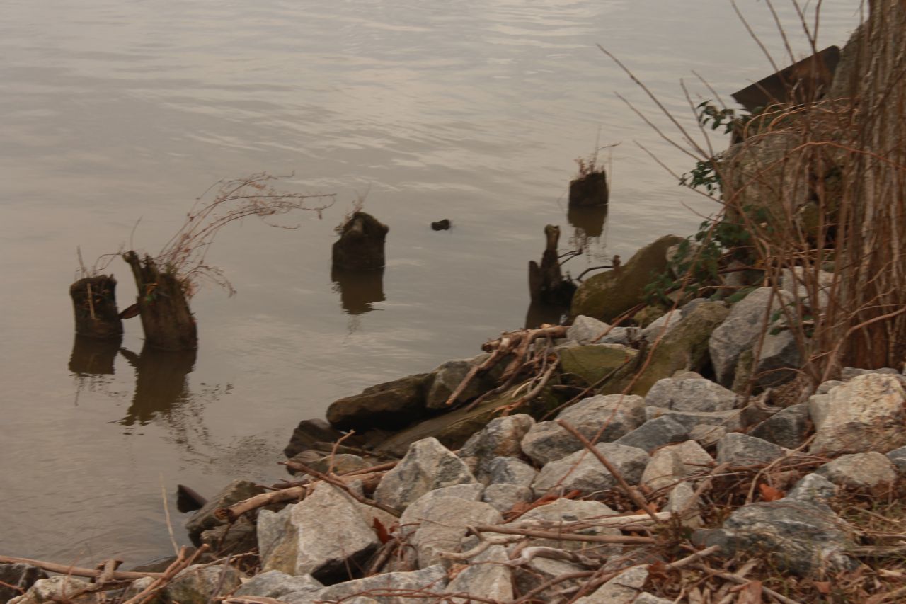 pilings along
shoreline