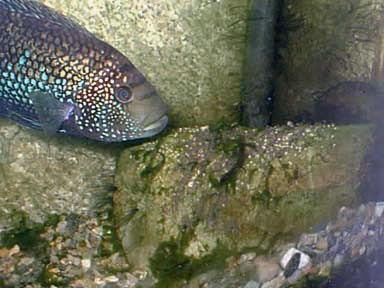 Male tending the eggs