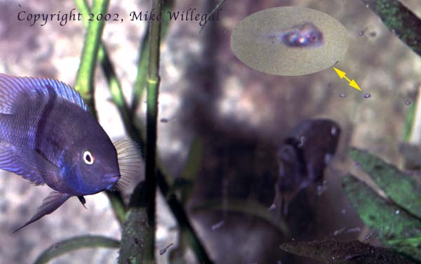 Male tending the eggs